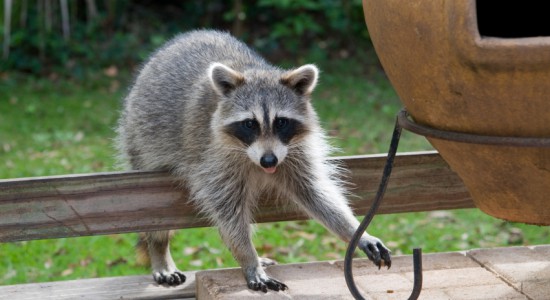 Wildlife Control