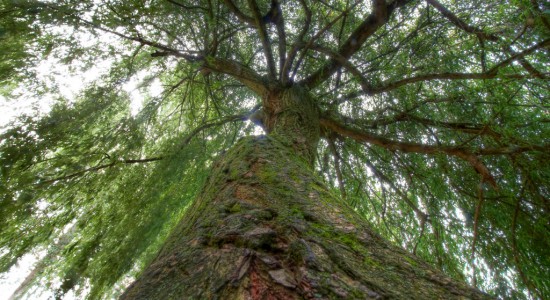 4-6-11-oxford-tree