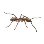 Argentine Ant Argentine Ant