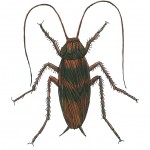 Brown-banded Cockroach