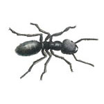 Carpenter Ant Carpenter Ant