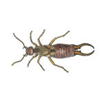 Earwigs
