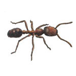 Fire Ant Fire Ant