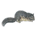Flying Squirrel Flying Squirrel