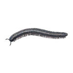 Millipedes Millipedes