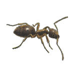 Odorous House Ant Odorous House Ant