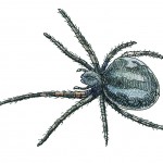 Orb Weaver Spider