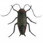 Oriental Cockroach Oriental Cockroach