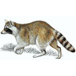 Racoons Racoons