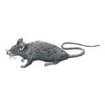 Roof Rat