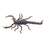 Scorpian