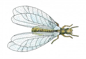 Subterranean Termite-Swarmer