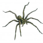 Wolf Spider