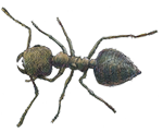 ants