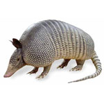 armadillos