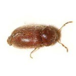 drugstore beetle