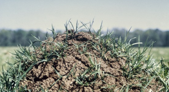 commercial fire ant control
