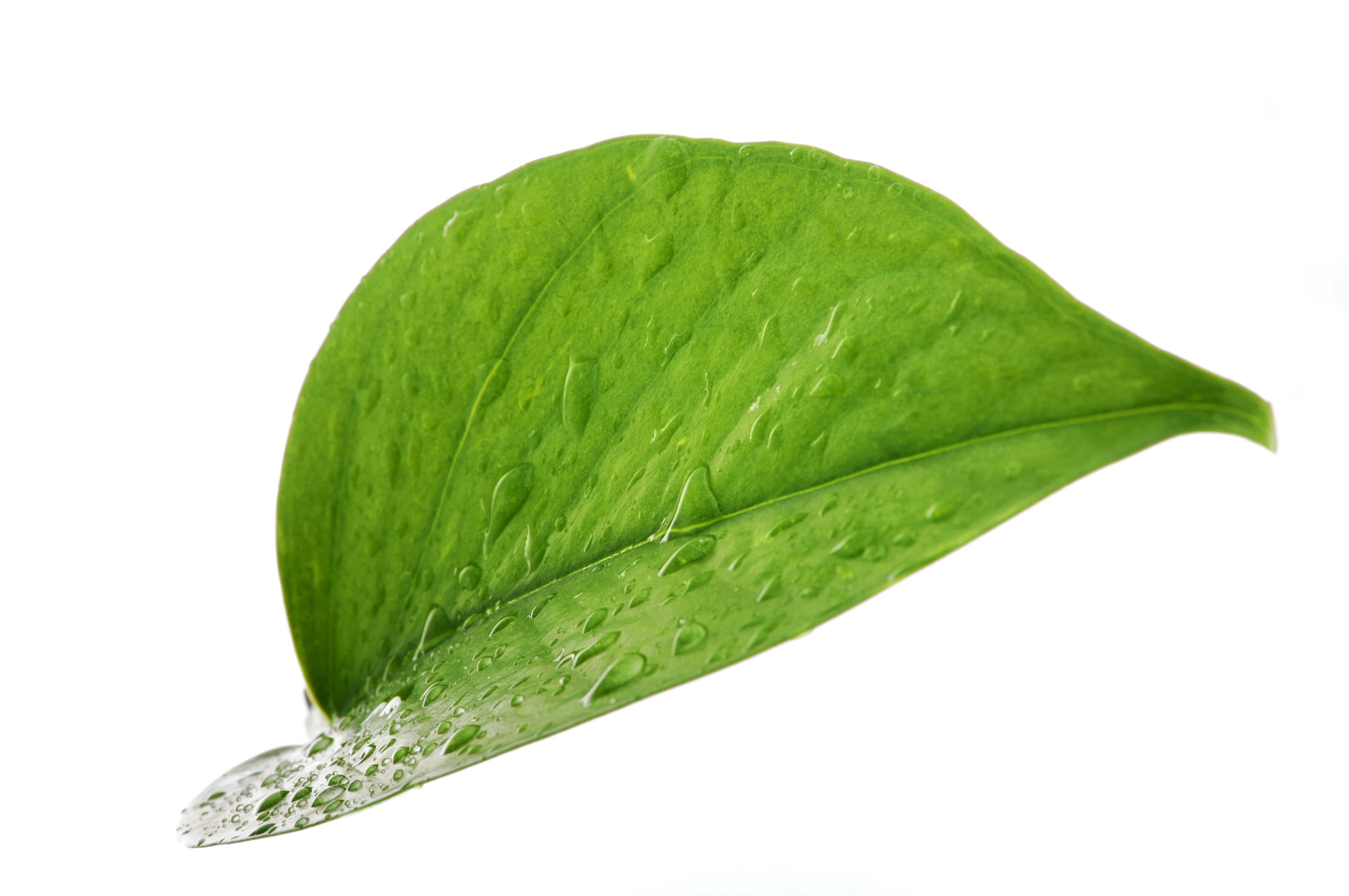 leaves isolated on white