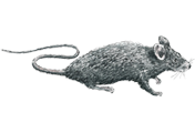 Rodent