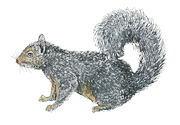 squirrel