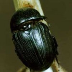 sugarcane beetle