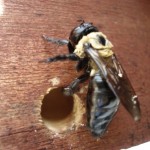 carpenter bee