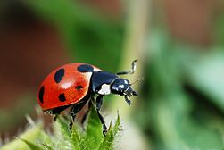 ladybug