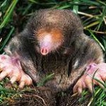 mole