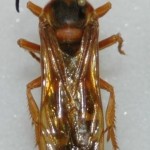 cicada killer bee