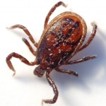 tick