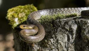 rat snake