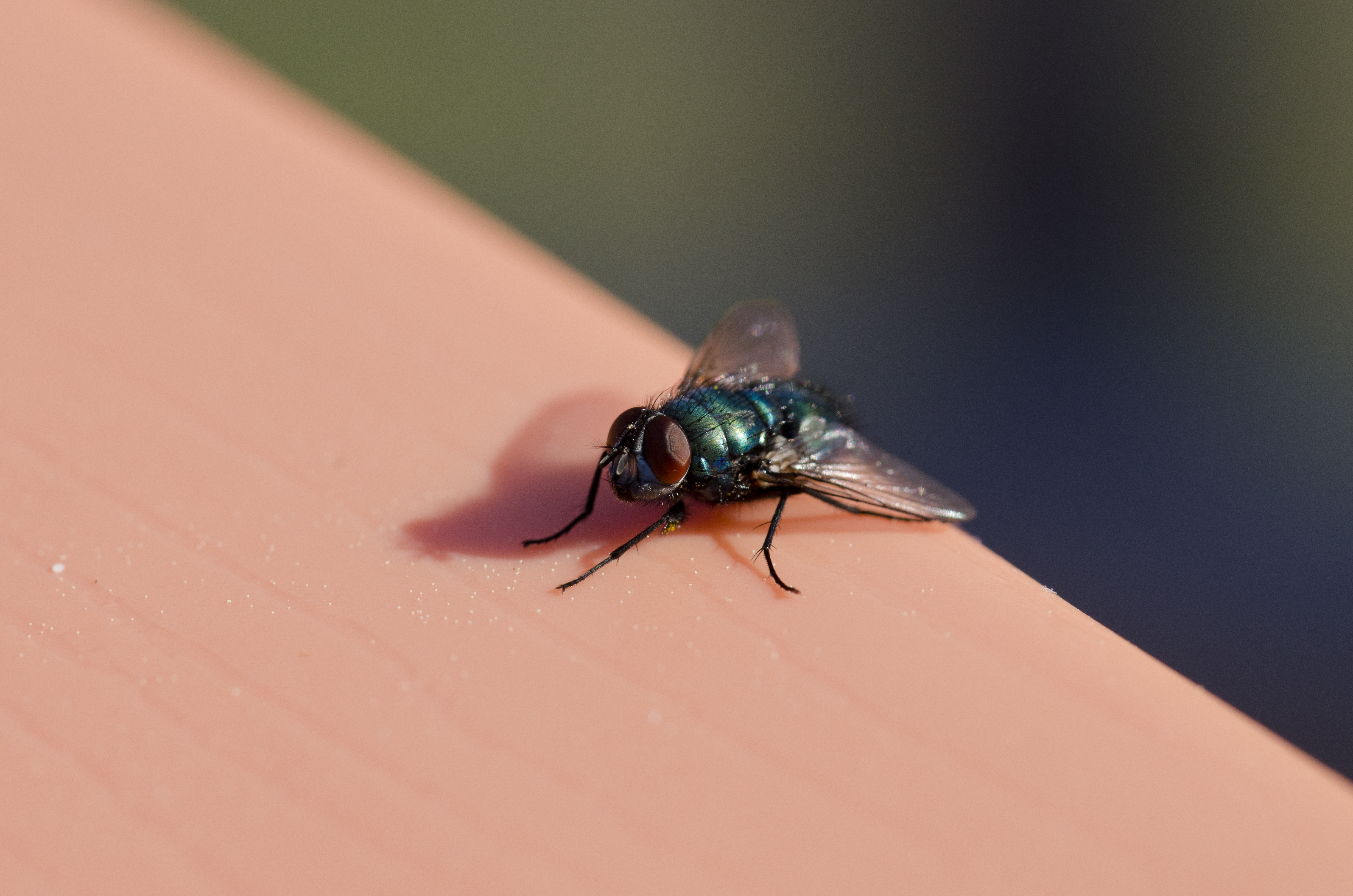 Bottle Fly Atlanta Pest Control