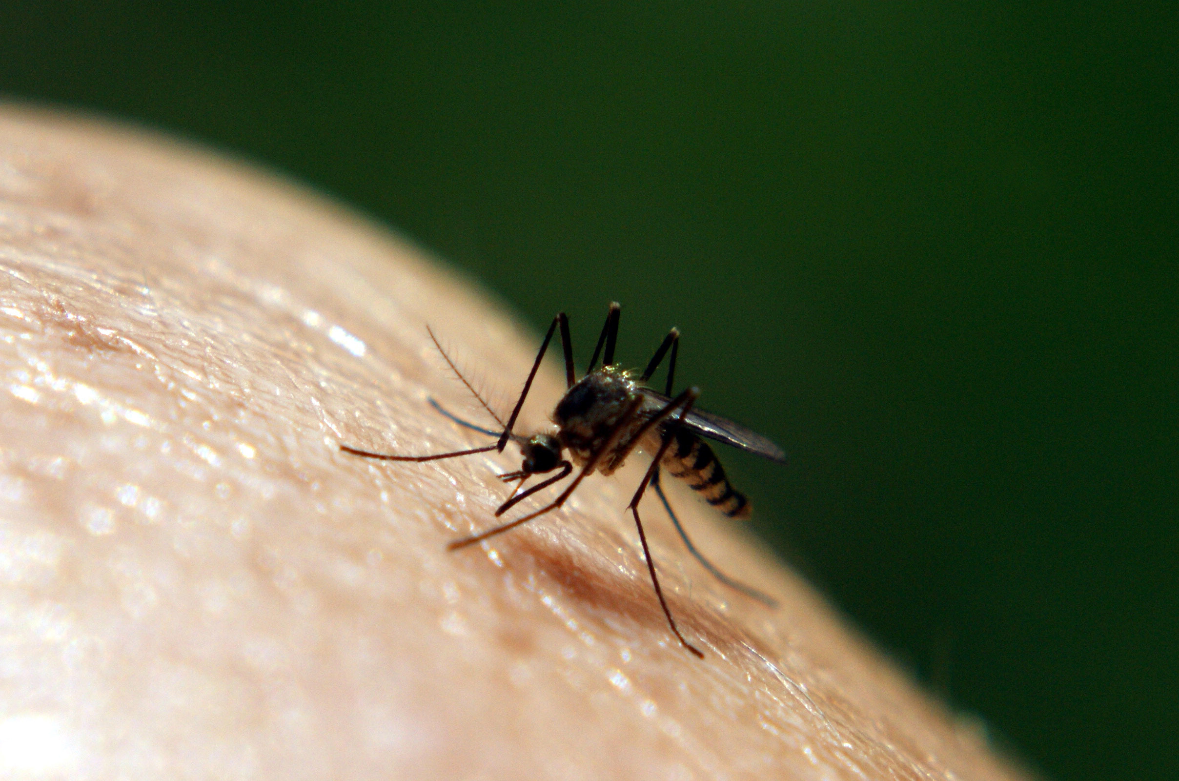 Do pantyhose prevent mosquito bites Free streaming deepthroat