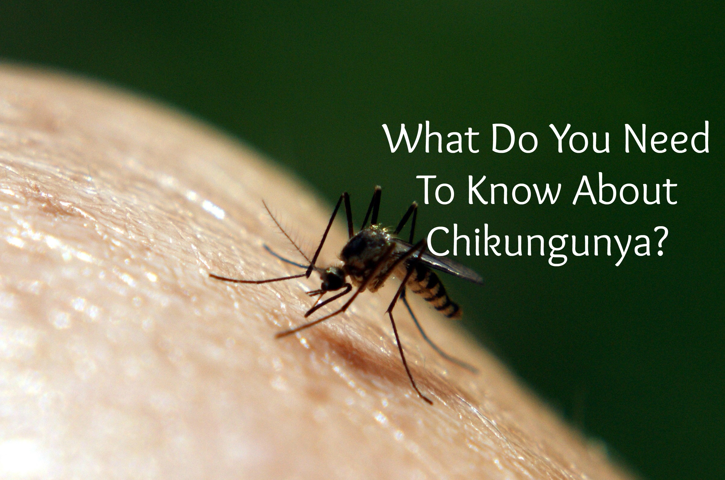 What Is Chikungunya? Atlanta Pest Control