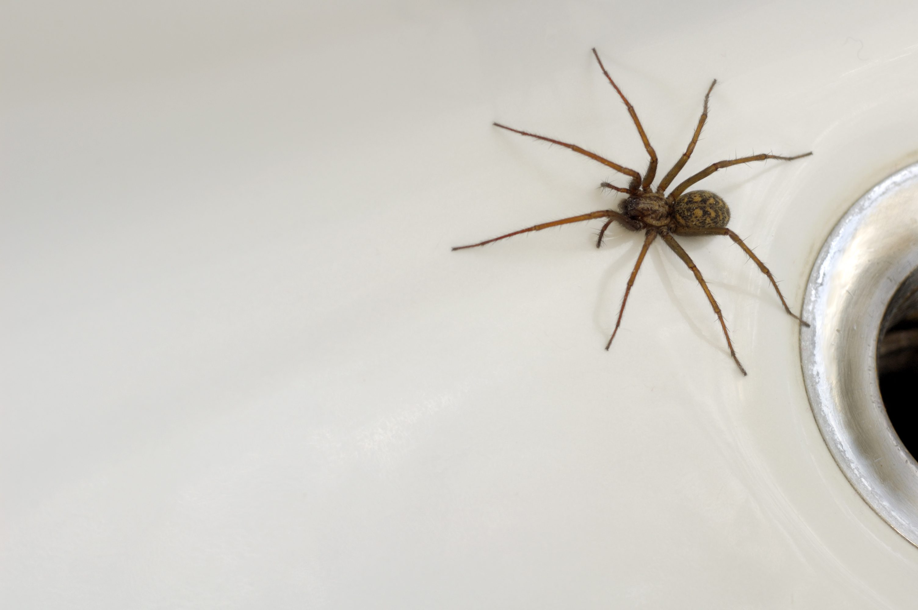 Spiders In Your House Atlanta Pest Control
