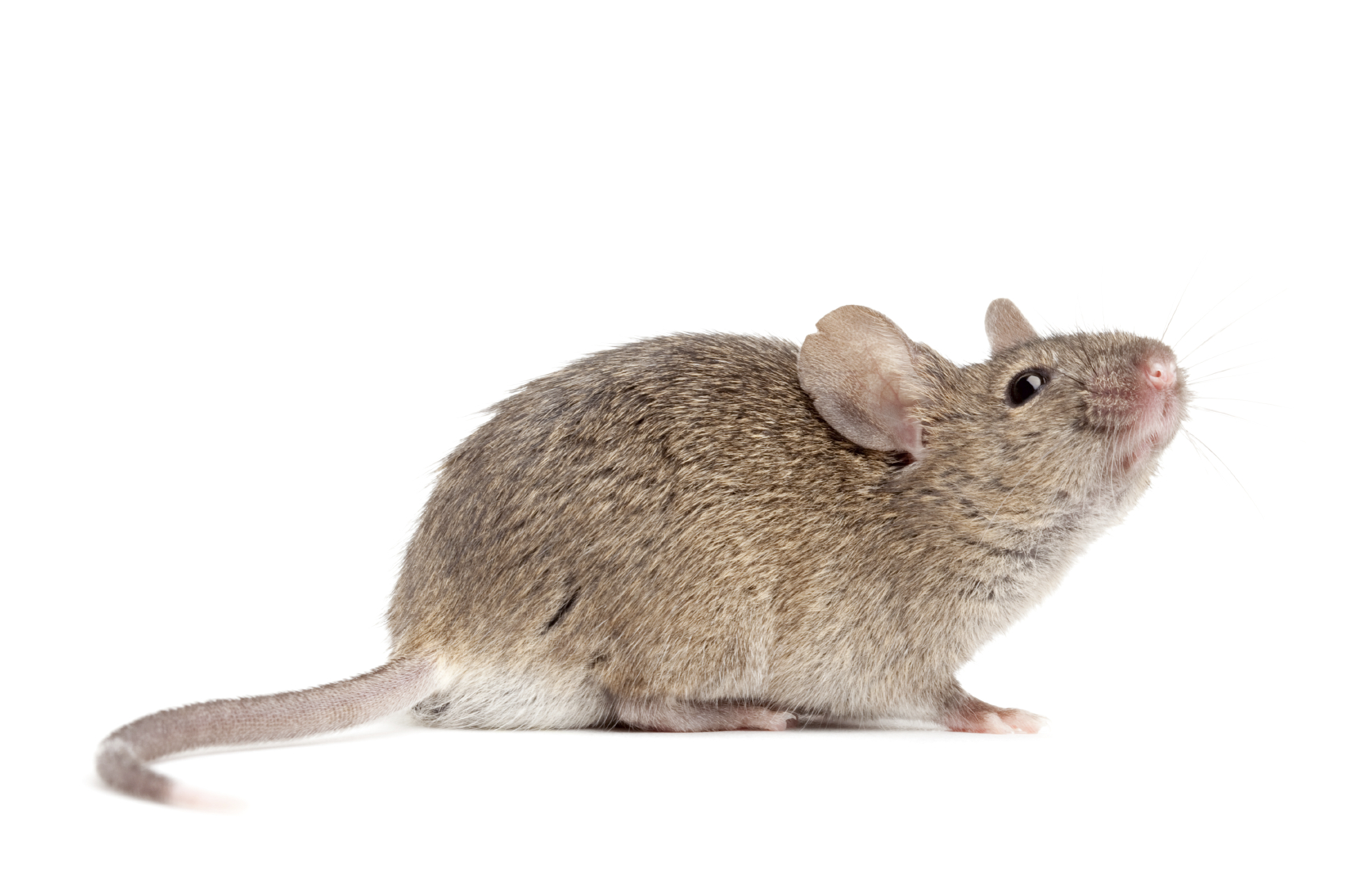 The house mouse can squeeze through an opening the size of a dime.