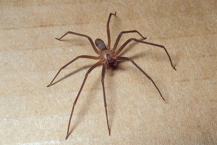  overhead view of a brown recluse spider on a tan surface