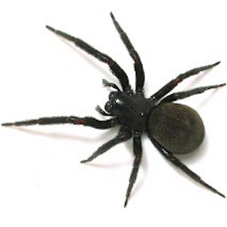 overhead view of a black house spider on a white background