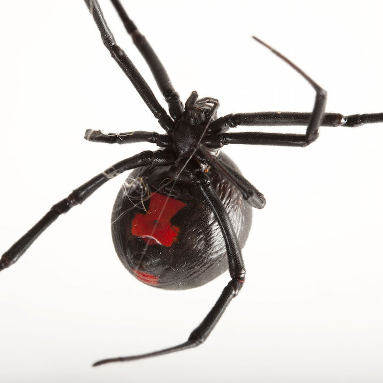 underneath view of a black widow spider spinning a web on a white background