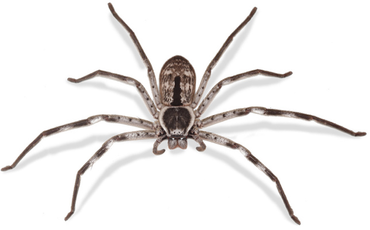 an overhead view of a huntsman spider on a white background
