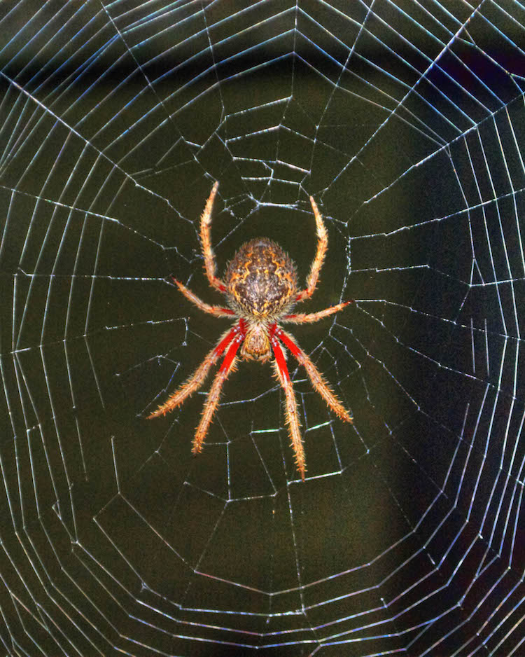  overhead view of an orb weaver spider on a web