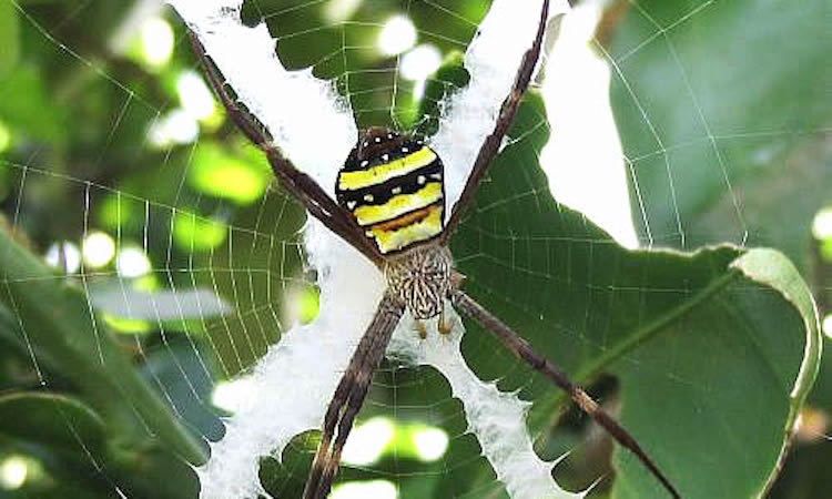 close up of st andrews cross spider in the center of a web with a leafy background