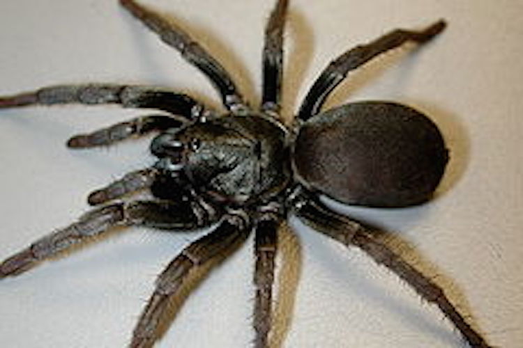 An overhead view of a trapdoor spider on a white background