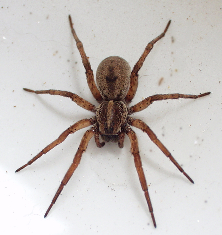 overhead view of a wolf spider on a speckled surface