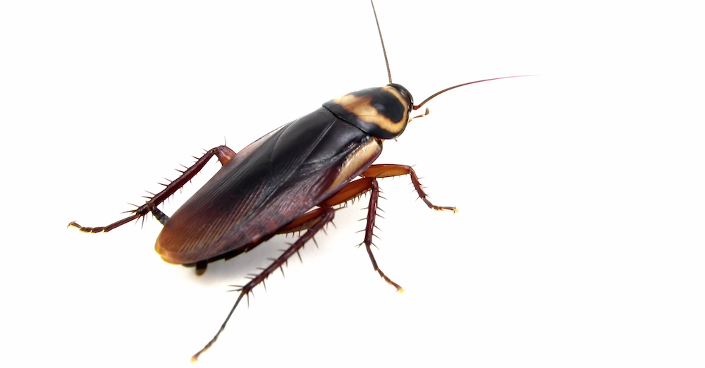 What Attracts Cockroaches to your Home? | Northwest Exterminating