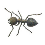Drawing of an Acrobat Ant on a white background