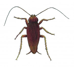 American Cockroach