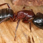 close-up of an ant crawling on a wood floor