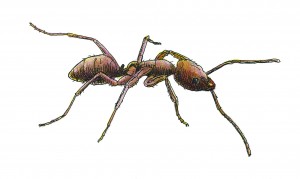 Argentine Ant