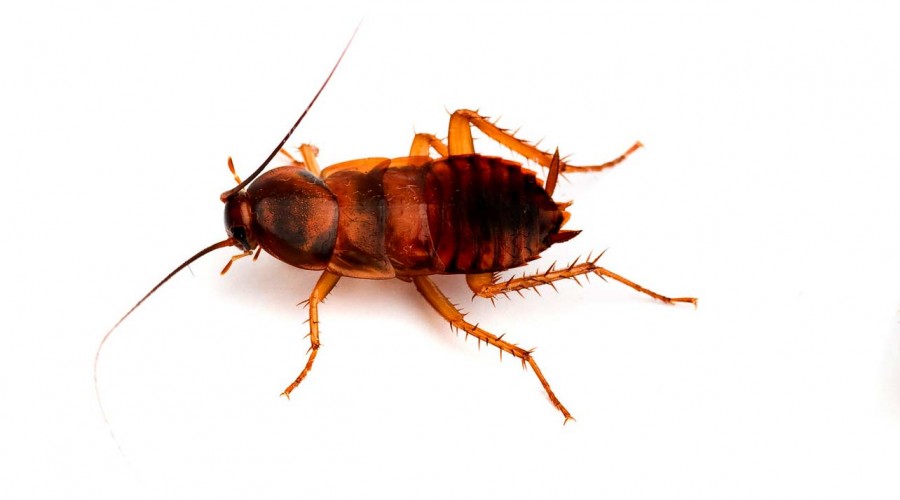 Brown-Banded Roach-NW pest ID Brown-Banded cockroach
